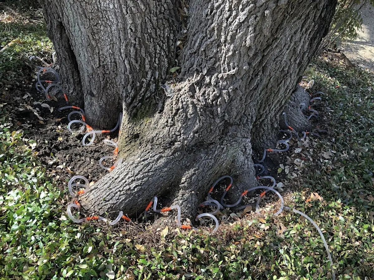 Detailed Tree Cabling and Bracing job site in Agate