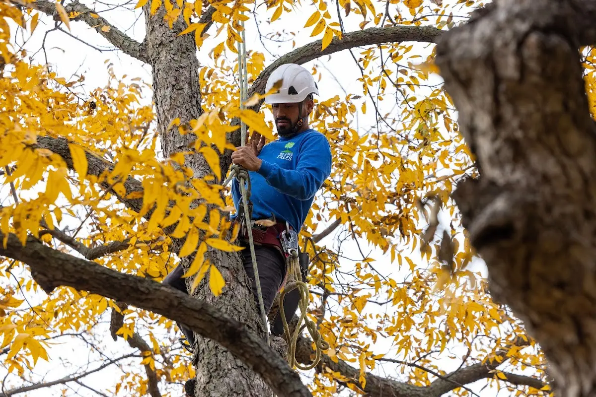 Skilled Tree Trimming crew working in Agate